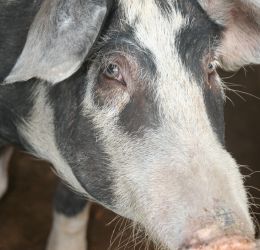 Projet élevage de porc